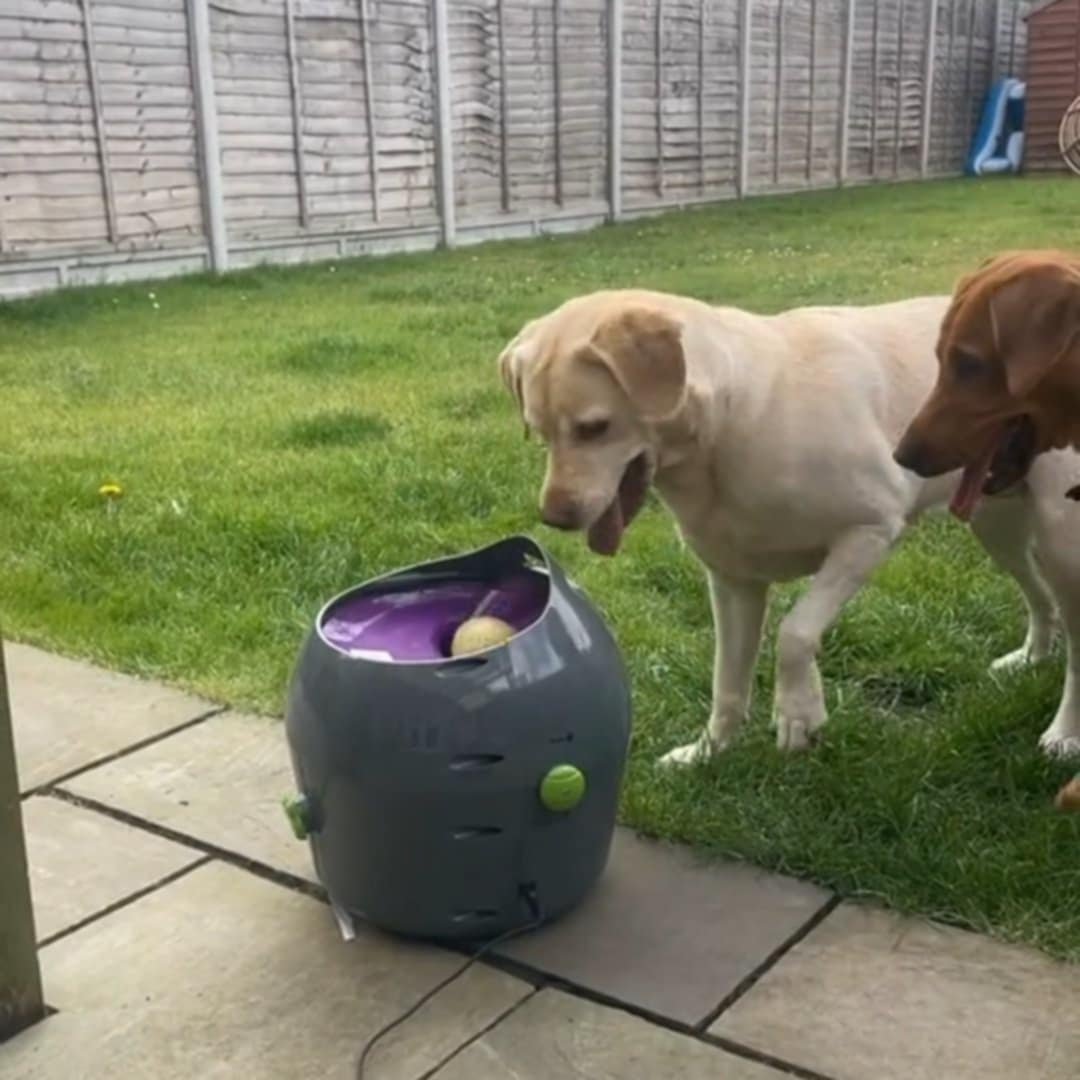 Read more about the article Automatic Ball Launcher For Dogs