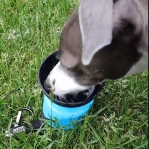 Read more about the article Lesotc Dog Water Bottle