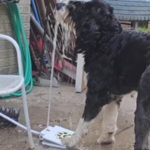 Read more about the article Paw-Powered Hydration Dog Outdoor Fountain