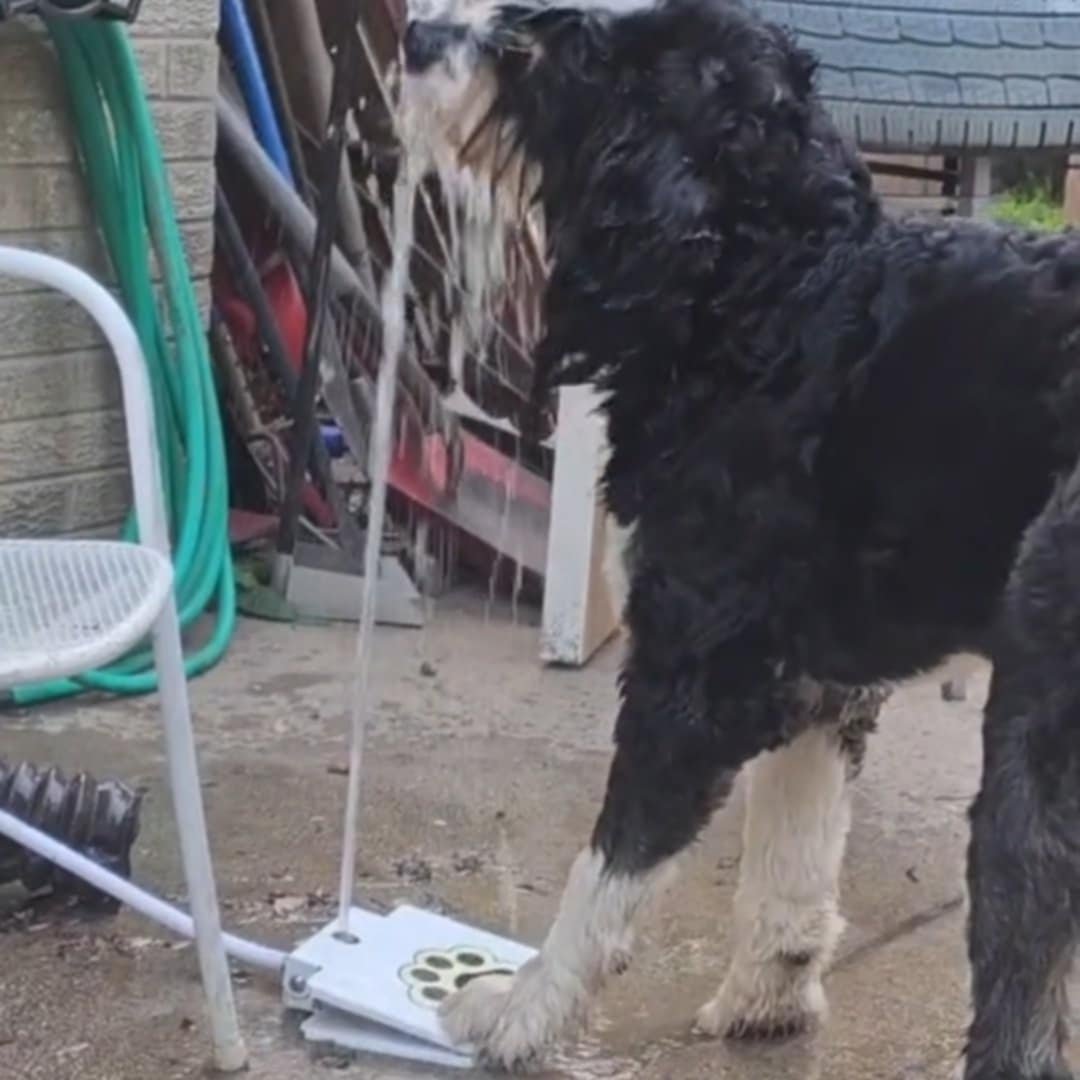 Read more about the article Paw-Powered Hydration Dog Outdoor Fountain