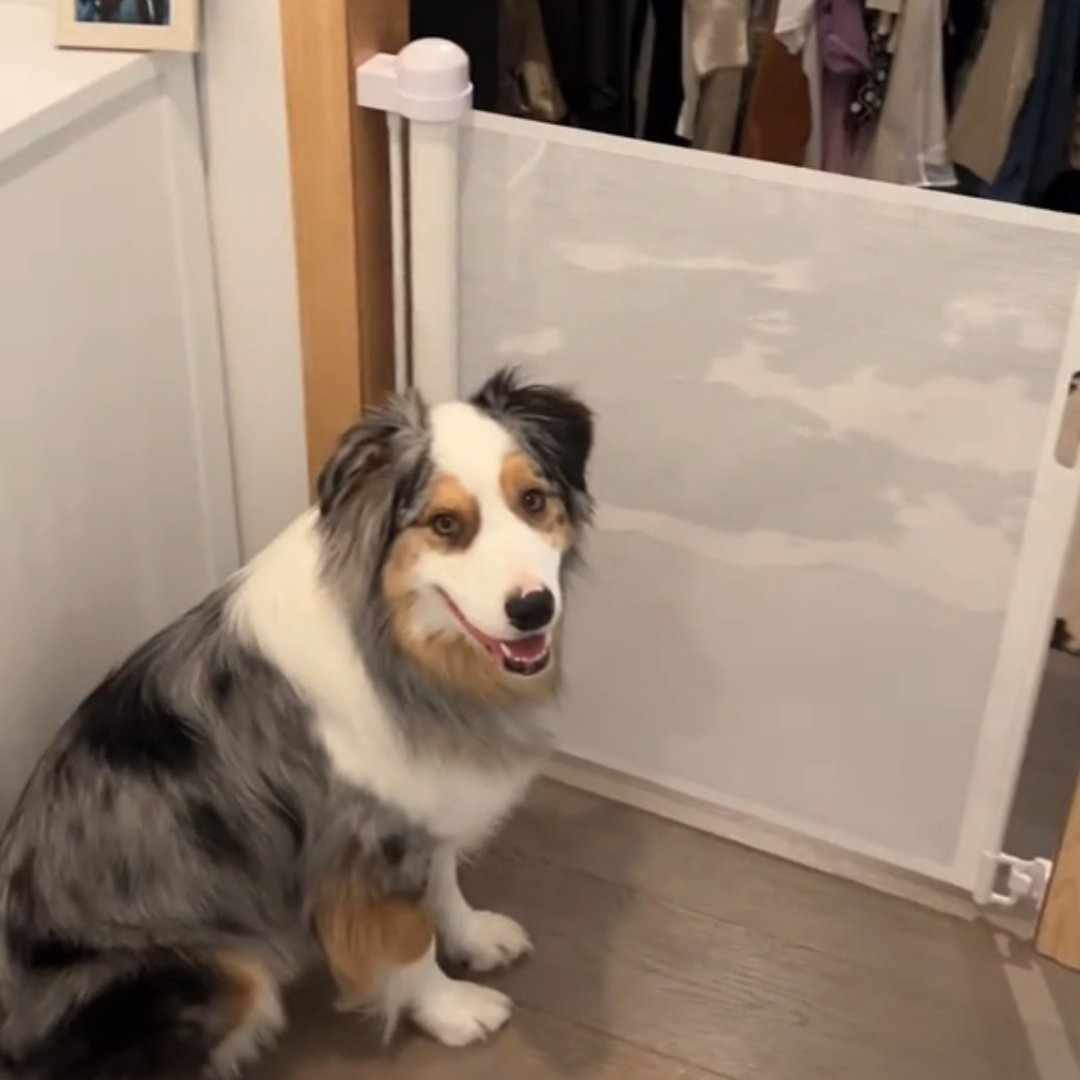 Read more about the article Retractable Baby Gate