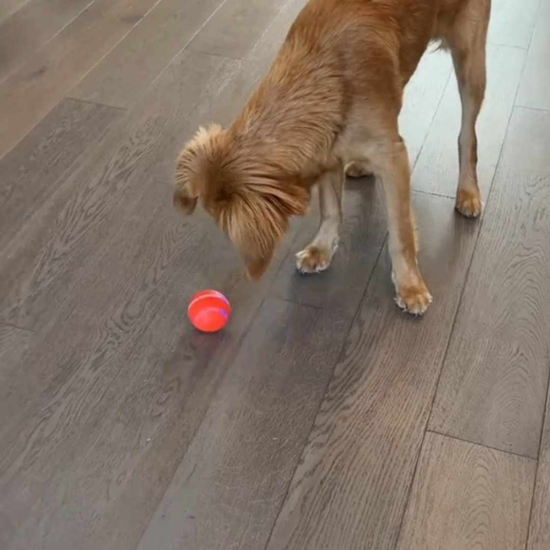 Read more about the article PetDroid Motion-Activated Dog Ball