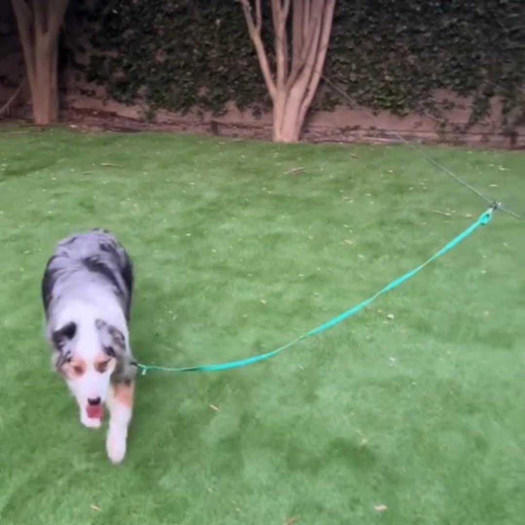 Read more about the article Portable Reflective Dog Lead Line