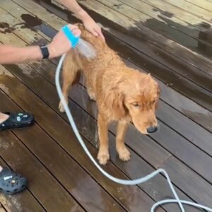 Read more about the article The 2 in 1 Aquapaw Bathing Tool for Happy Pets