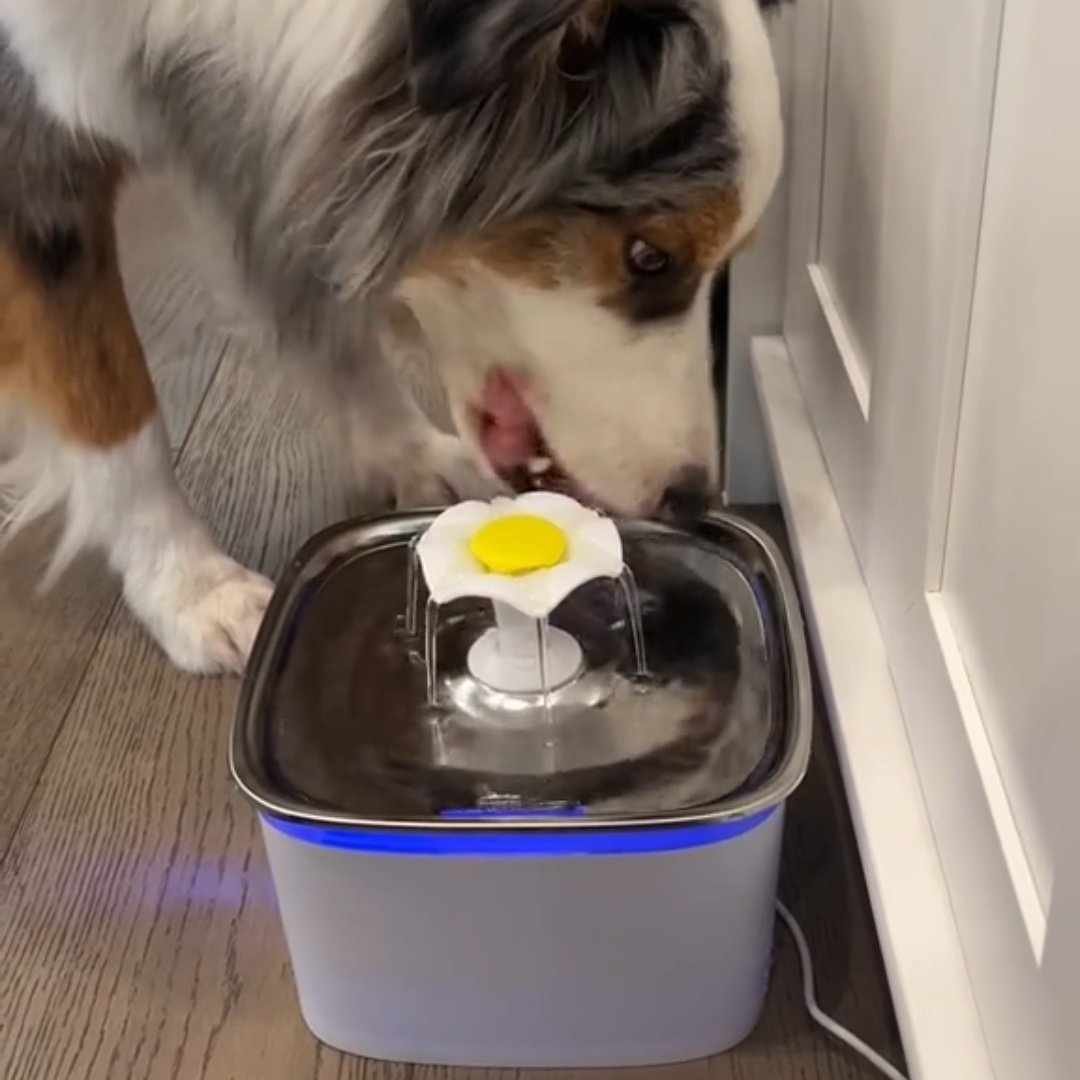 Read more about the article Veken 95oz/2.8L Pet Fountain