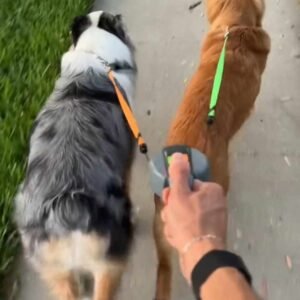 Read more about the article Wigzi 2 Dogs Retractable Leash