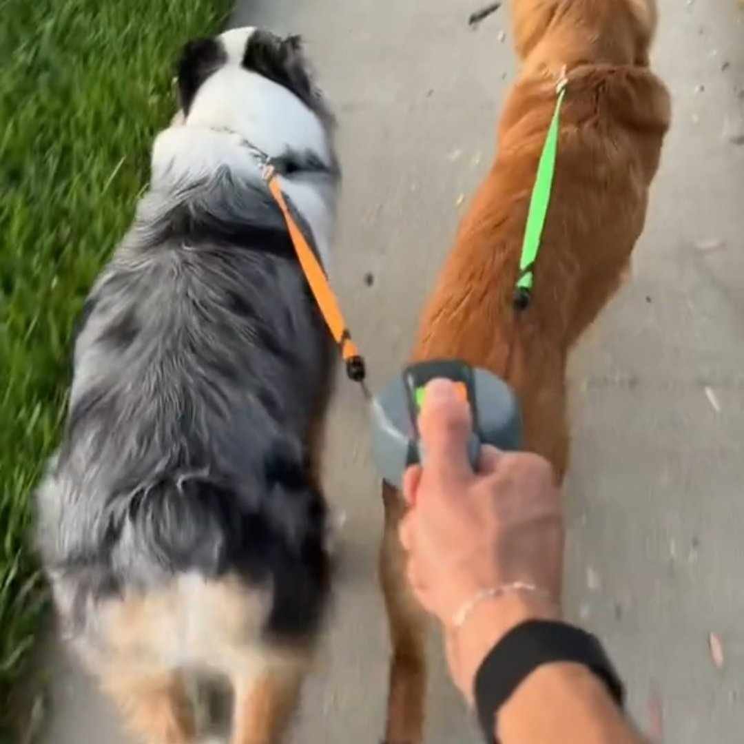 Read more about the article Wigzi 2 Dogs Retractable Leash