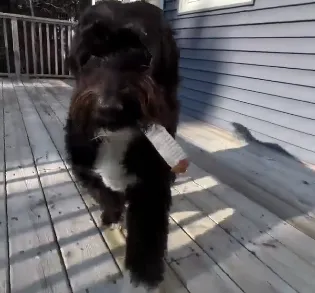 Read more about the article  Funny Squeaky Dog Toy